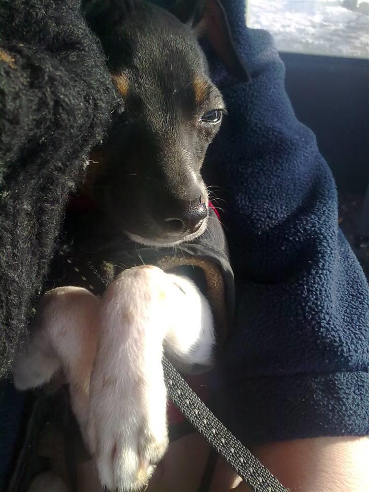 Dansk svensk gaardhund Karla - Sidder med min mor og venter på bussen..... ;) billede 11