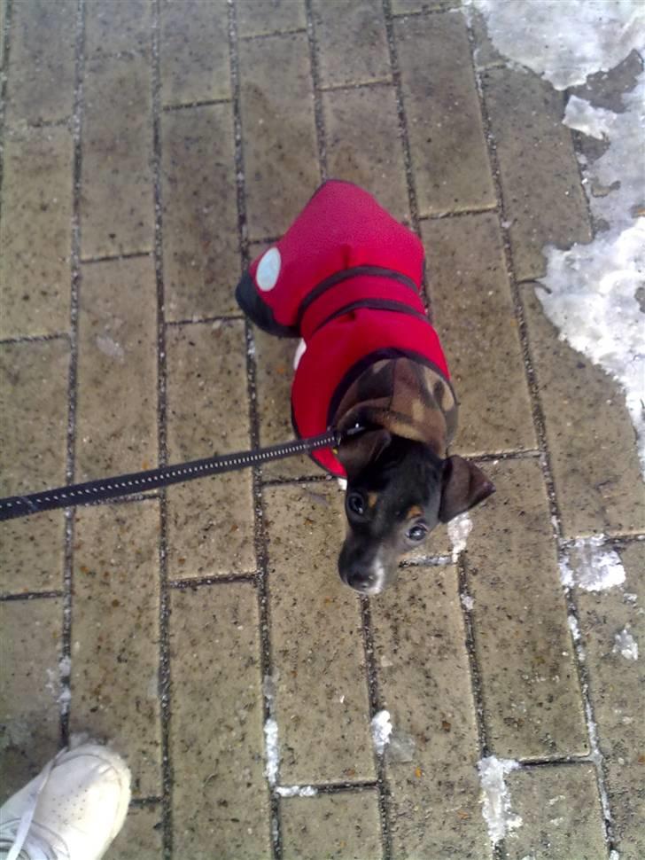 Dansk svensk gaardhund Karla - Moooar, der er koldt?? :b billede 12