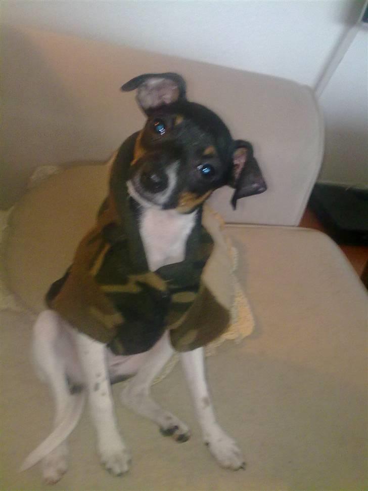 Dansk svensk gaardhund Karla - HVAD snakker du om??????? :D  billede 13