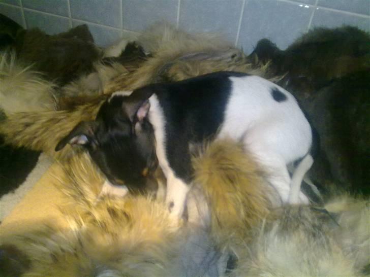 Dansk svensk gaardhund Karla billede 14