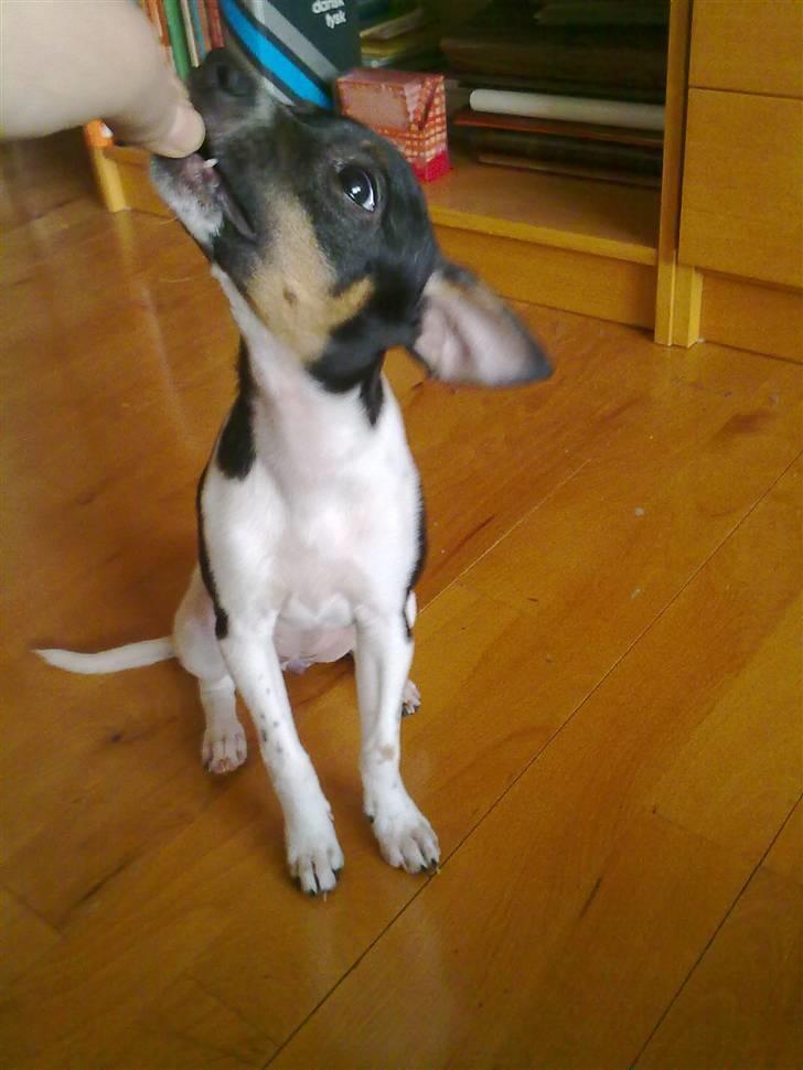 Dansk svensk gaardhund Karla - Mmmhhhhh, godbidder :D  billede 16