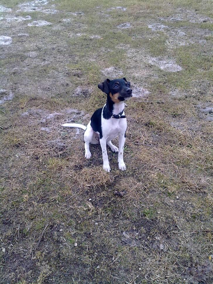 Dansk svensk gaardhund Karla billede 17