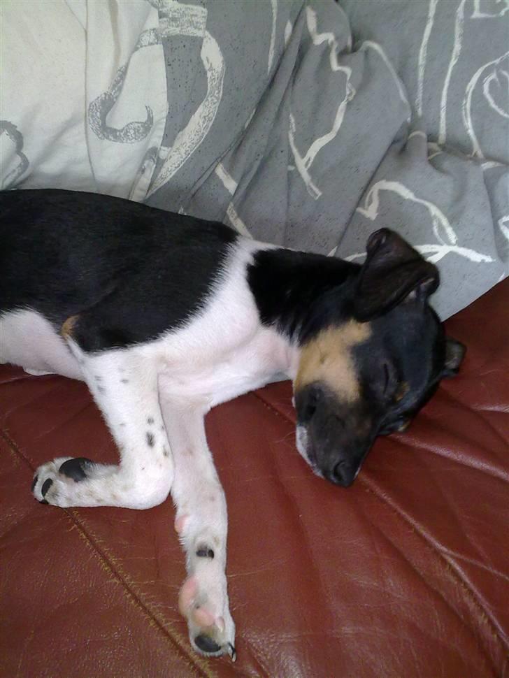 Dansk svensk gaardhund Karla billede 18