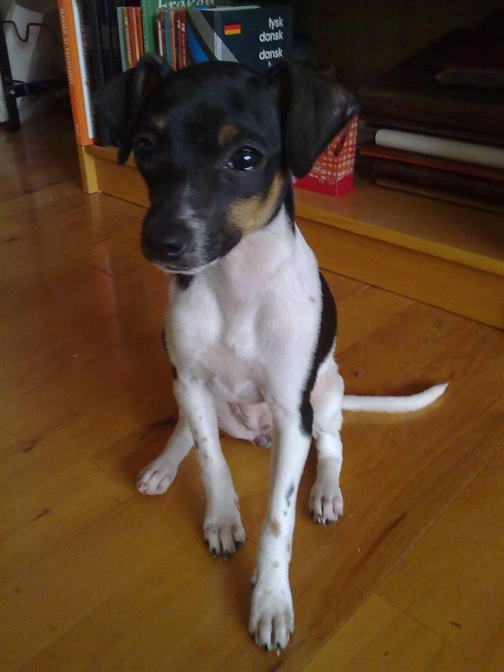 Dansk svensk gaardhund Karla billede 19