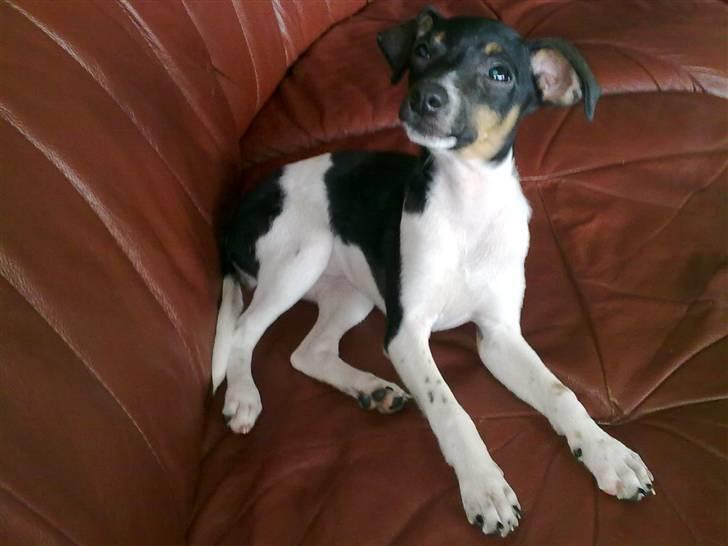 Dansk svensk gaardhund Karla billede 20