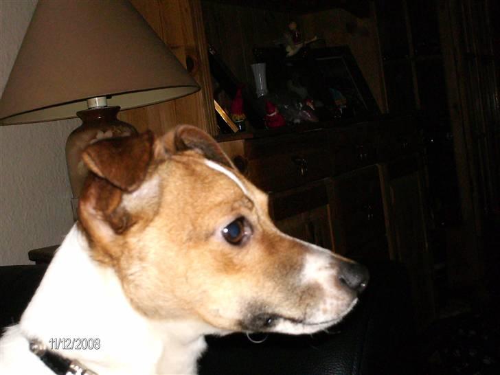 Dansk svensk gaardhund Sonie billede 10