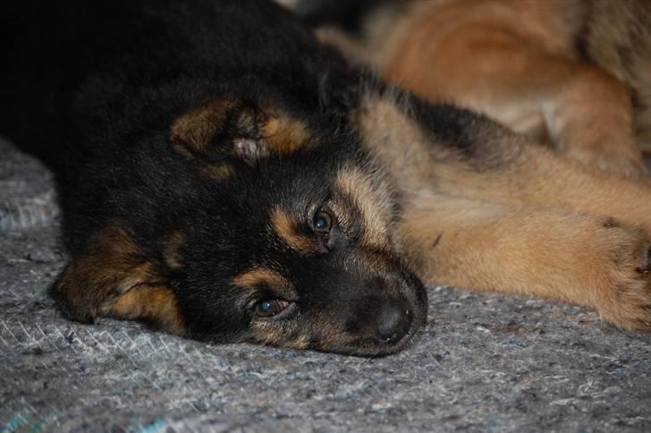 Schæferhund Siva <3 billede 1