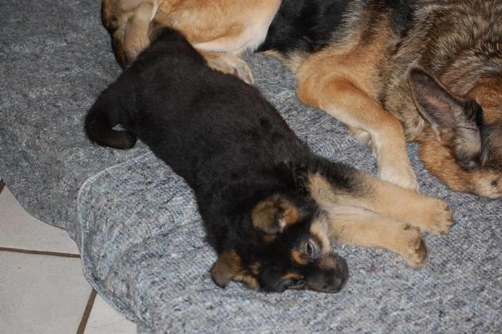 Schæferhund Siva <3 billede 2