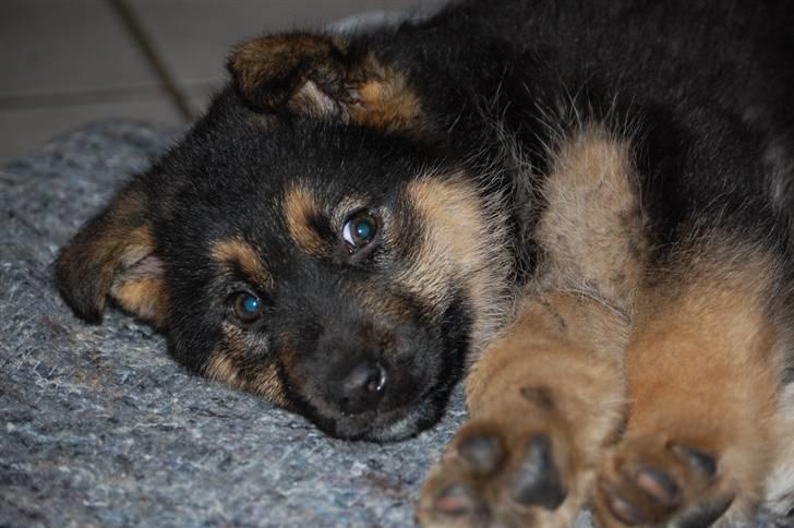 Schæferhund Siva <3 billede 3