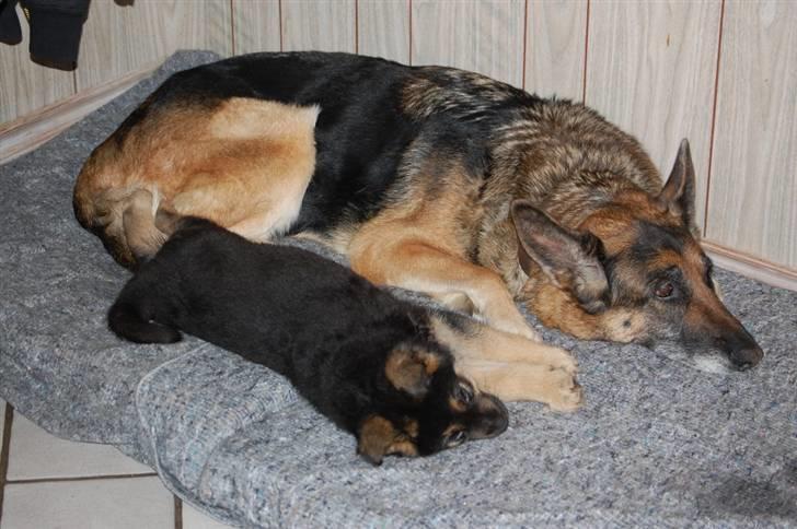 Schæferhund Siva <3 billede 4