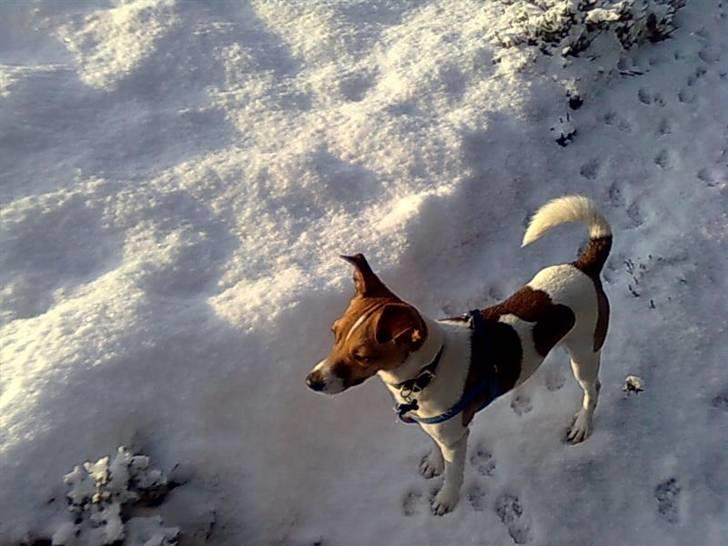 Dansk svensk gaardhund Sonie - findes ikke noget bedre end en tur i sneen billede 11