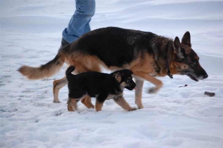 Schæferhund Siva <3 billede 6