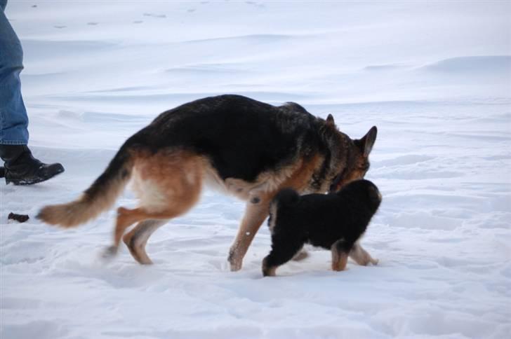 Schæferhund Siva <3 billede 7