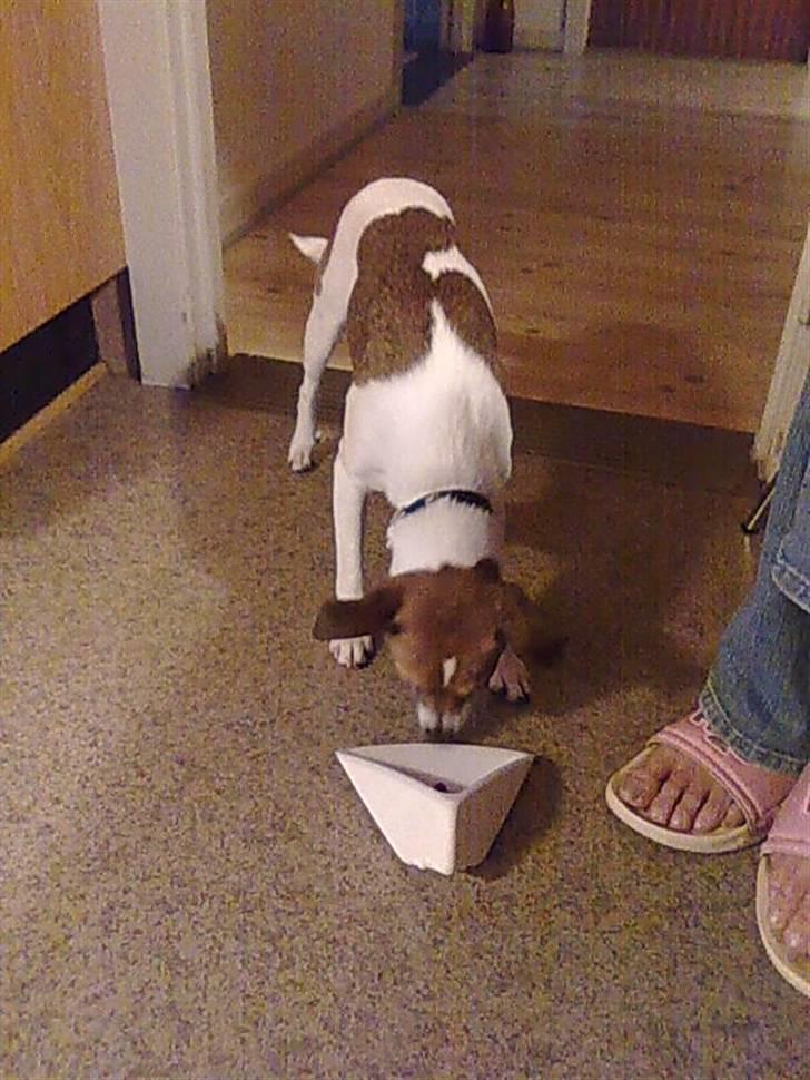 Dansk svensk gaardhund Sonie billede 12