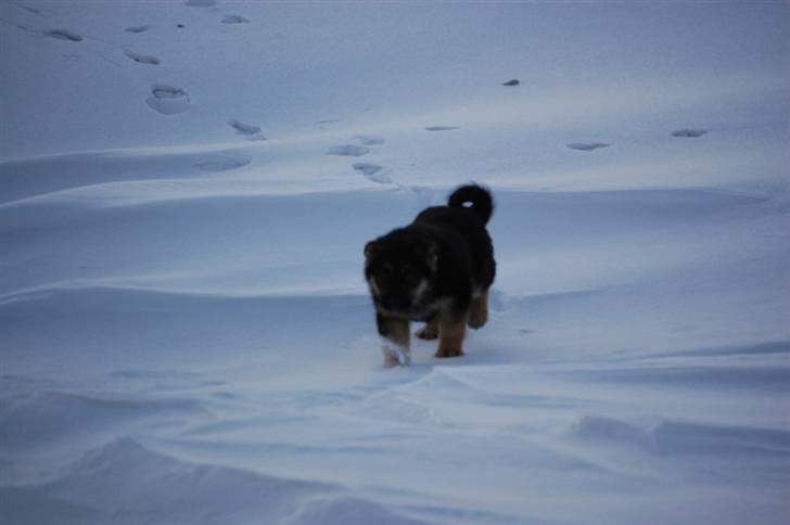 Schæferhund Siva <3 billede 8