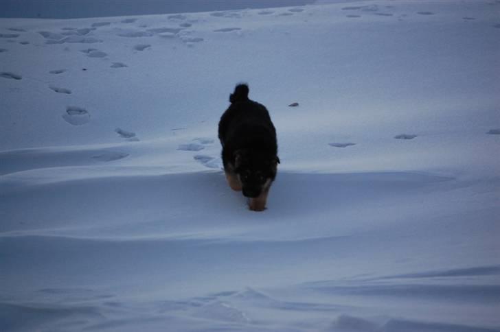 Schæferhund Siva <3 billede 9