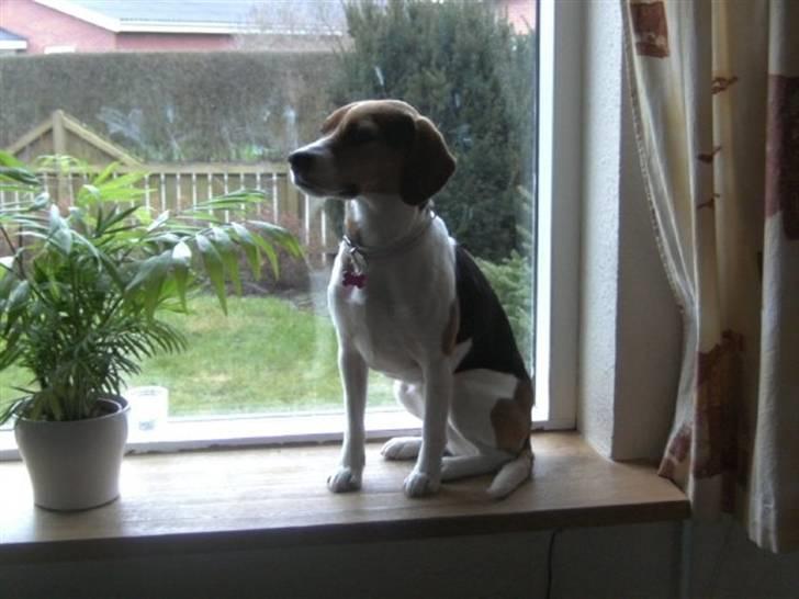 Blanding af racer Molly billede 1