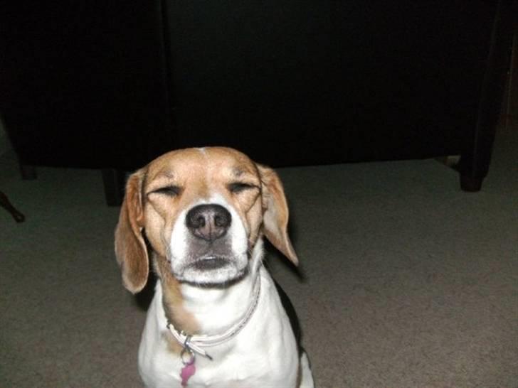 Blanding af racer Molly billede 2