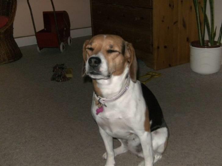 Blanding af racer Molly billede 3