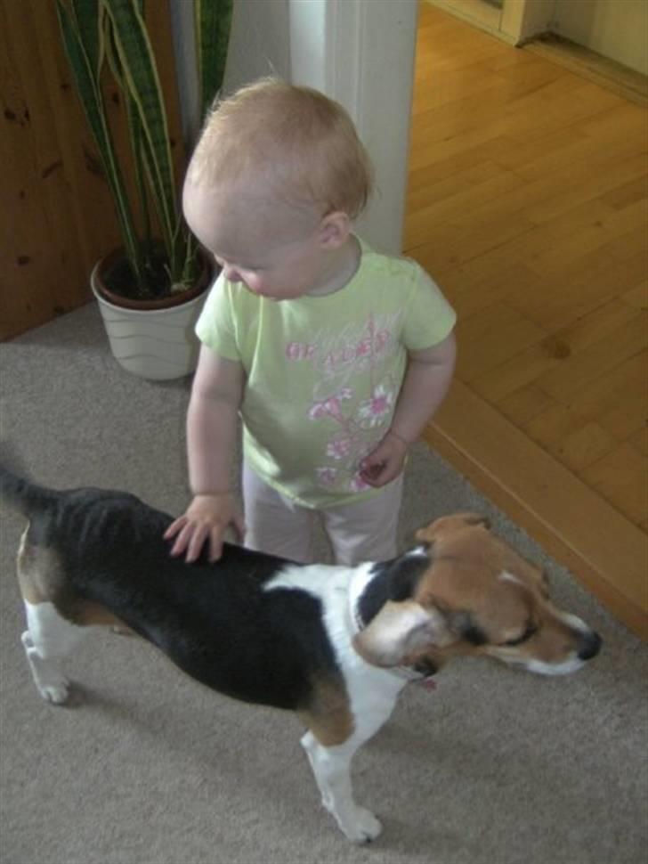 Blanding af racer Molly billede 4