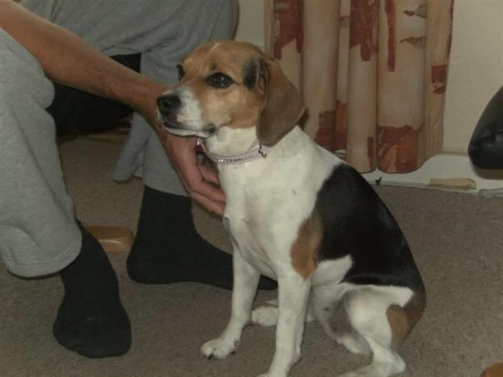 Blanding af racer Molly billede 5