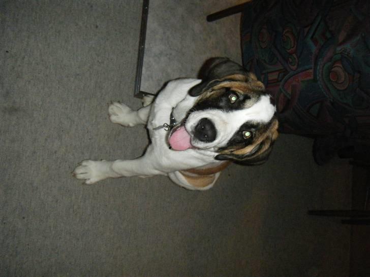 Sankt bernhardshund Sisca billede 19