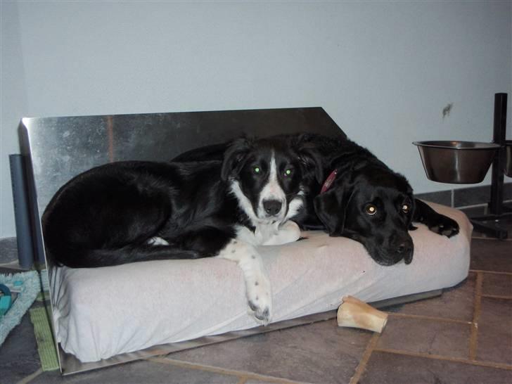 Border collie Wicka - Wicka og Sisse, buddies :) . billede 6