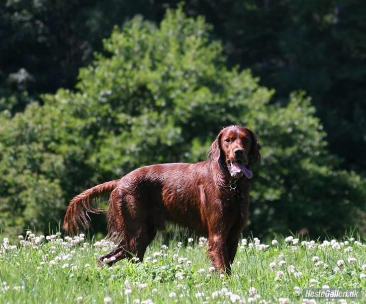 Irsk setter Mårups Tinto billede 1