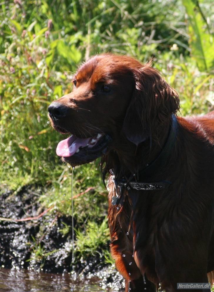 Irsk setter Mårups Tinto billede 2