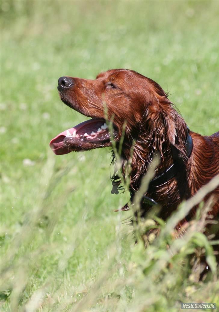 Irsk setter Mårups Tinto billede 3