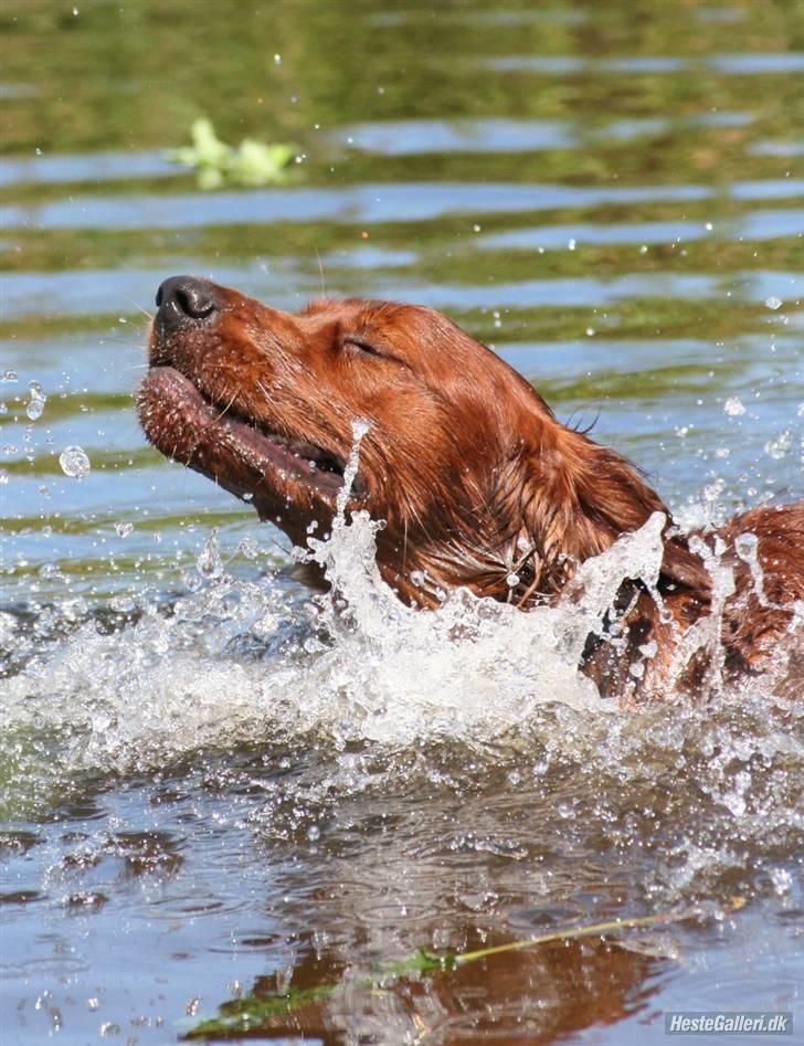 Irsk setter Mårups Tinto billede 4
