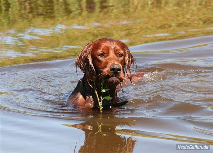 Irsk setter Mårups Tinto billede 5