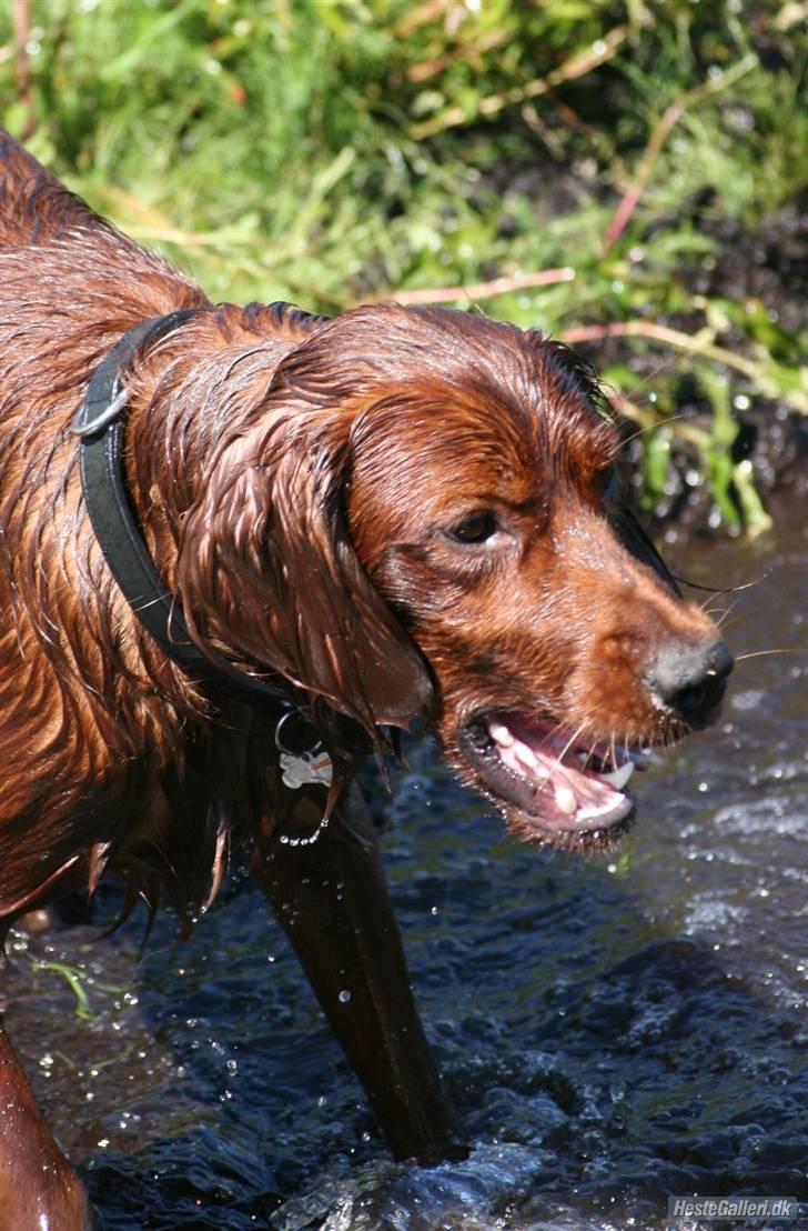 Irsk setter Mårups Tinto billede 6