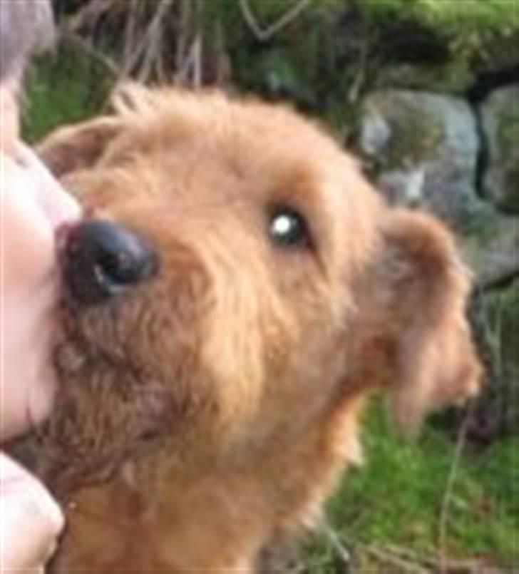 Airedale terrier Rex - kyss billede 4
