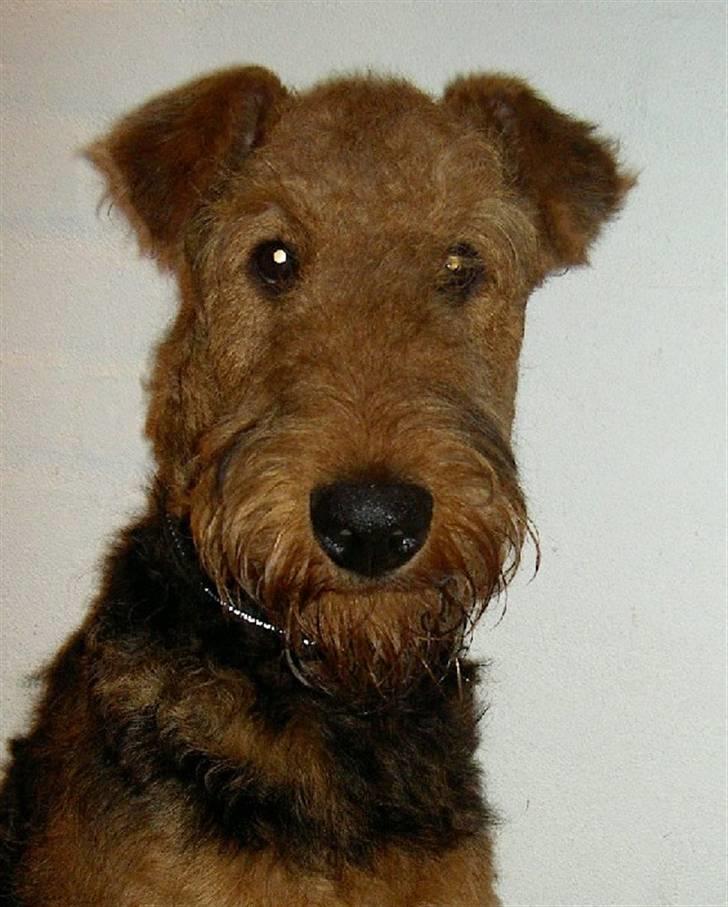 Airedale terrier Rex - pasfoto billede 5