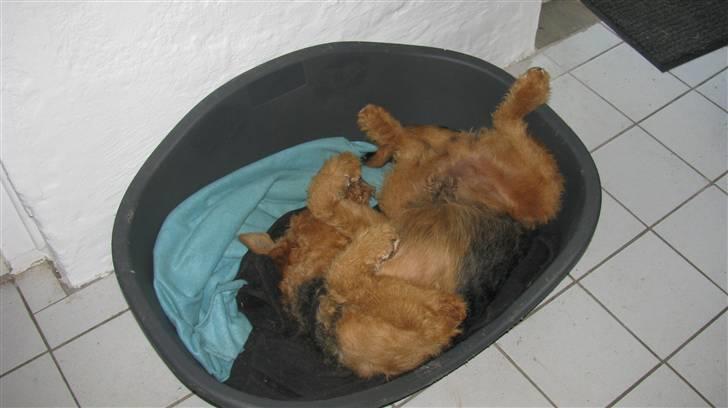 Airedale terrier Rex - udmattet hunni billede 6