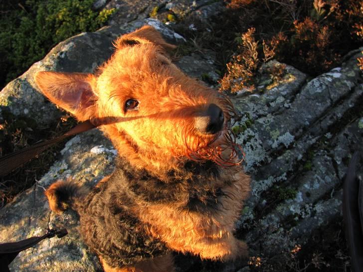 Airedale terrier Rex - jipiii billede 7