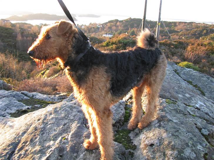 Airedale terrier Rex - fin hund billede 8
