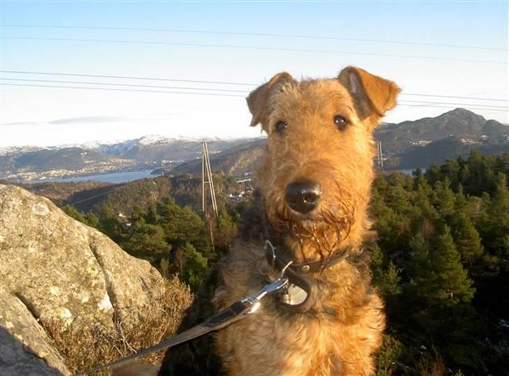 Airedale terrier Rex - på tur i fin udsigt billede 9