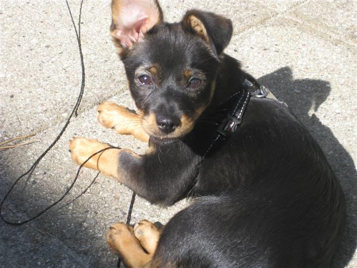 Blanding af racer Fifi billede 10