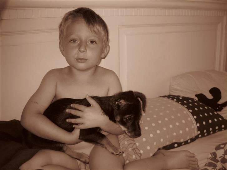 Blanding af racer Fifi billede 11