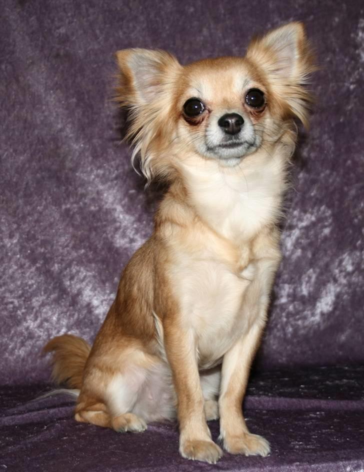 Chihuahua Emily - Taget af Karins-foto d. 26/1-10 billede 9