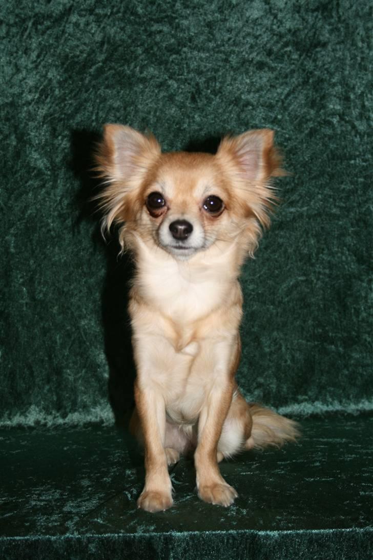 Chihuahua Emily - Taget af Karins-foto d. 26/1-10 billede 10