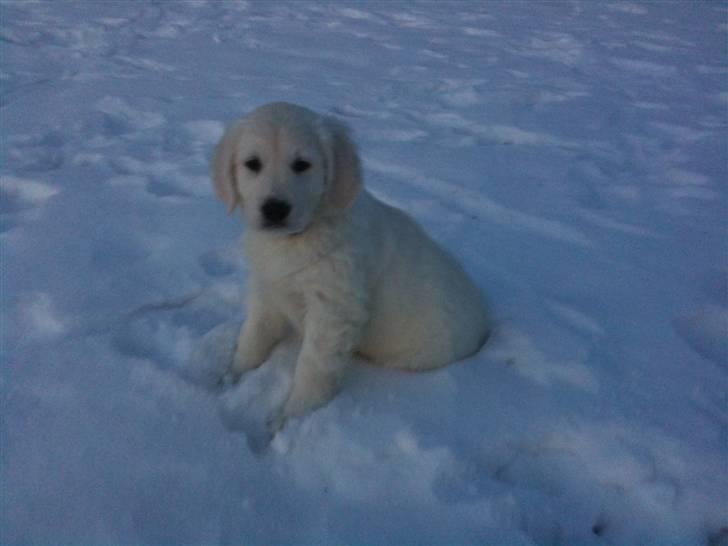 Golden retriever Bella billede 1