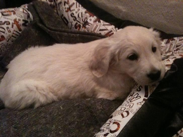 Golden retriever Bella billede 2