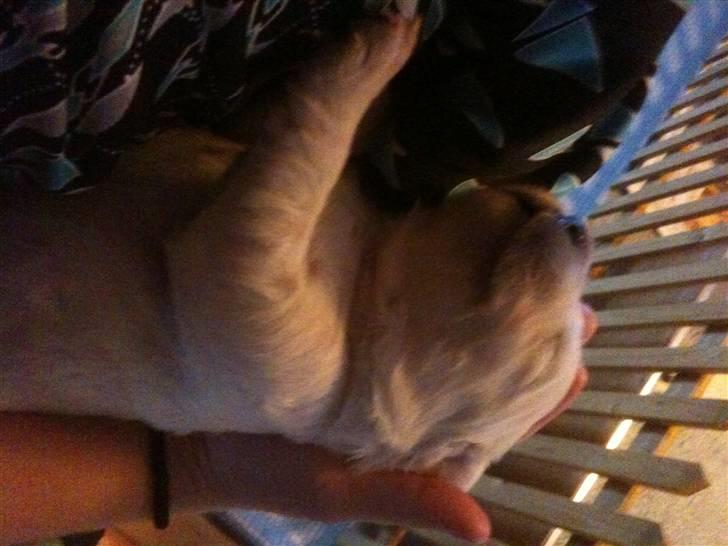 Golden retriever Bella billede 3