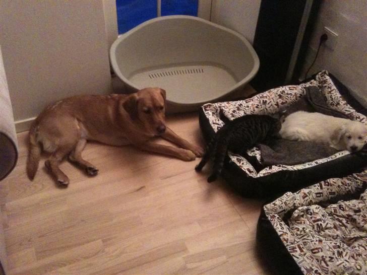 Golden retriever Bella billede 4