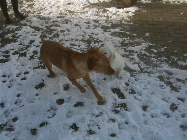 Golden retriever Bella billede 5