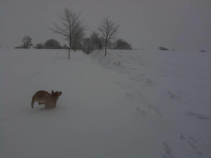 Labrador retriever Berta billede 7