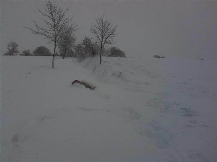 Labrador retriever Berta billede 8